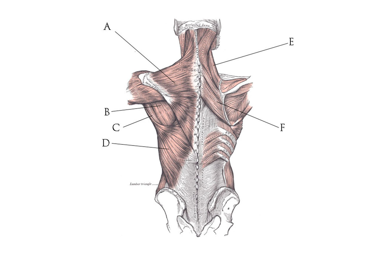 Myofascial Release Therapy Massage